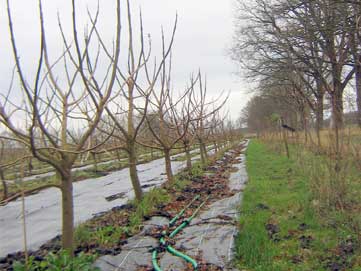 November 2009: Die 2006-er nach dem frostbedingtem Laubfall.