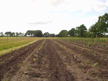 Paulowniasämlinge Jahrgang 2007. Aufnahme nach der Pflanzung im Juni 2008.