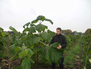 Paulownia-Klon im Herbst 2008