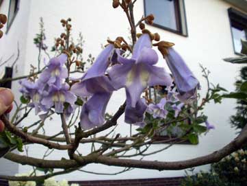 Paulownia wird im Deutschen Blauglockenbaum genannt. Aufnahme Mai 2007