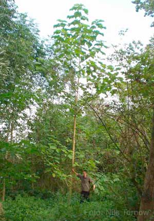 9 Meter Zuwachs in drei Jahren